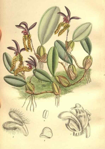 Reproducción/Reproduction 35974330235: Curtis's botanical magazine.. London ; New York [etc.] :Academic Press [etc.]