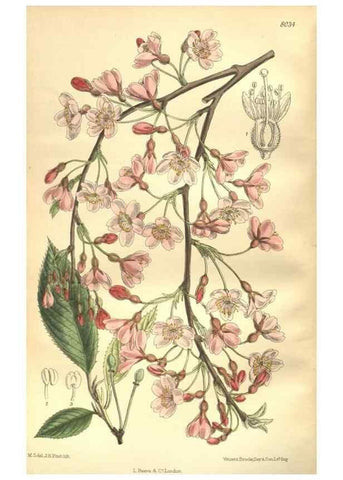 Reproducción/Reproduction 35974331155: Curtis's botanical magazine.. London ; New York [etc.] :Academic Press [etc.]