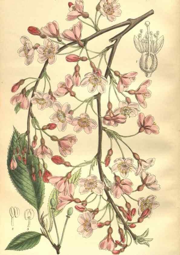 Reproducción/Reproduction 35974331155: Curtis's botanical magazine.. London ; New York [etc.] :Academic Press [etc.]