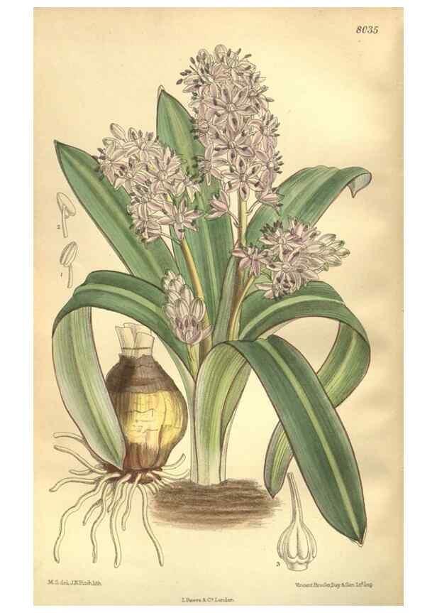 Reproducción/Reproduction 35974332475: Curtis's botanical magazine.. London ; New York [etc.] :Academic Press [etc.]