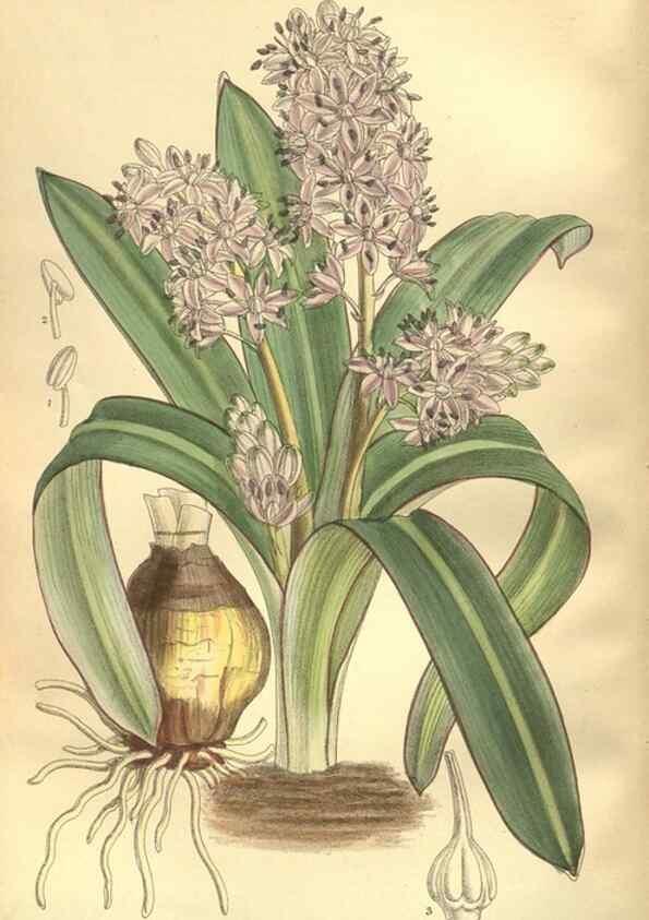 Reproducción/Reproduction 35974332475: Curtis's botanical magazine.. London ; New York [etc.] :Academic Press [etc.]