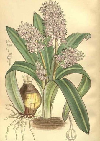 Reproducción/Reproduction 35974332475: Curtis's botanical magazine.. London ; New York [etc.] :Academic Press [etc.]