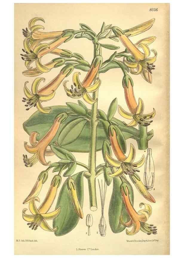 Reproducción/Reproduction 35974333375: Curtis's botanical magazine.. London ; New York [etc.] :Academic Press [etc.]