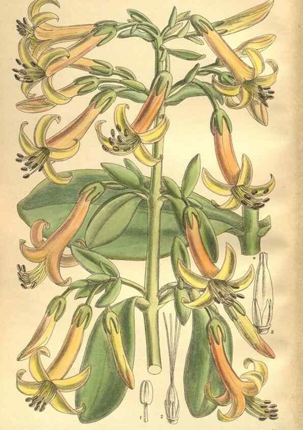 Reproducción/Reproduction 35974333375: Curtis's botanical magazine.. London ; New York [etc.] :Academic Press [etc.]
