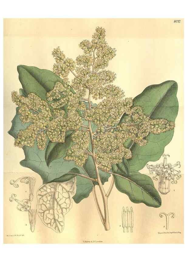 Reproducción/Reproduction 35974334245: Curtis's botanical magazine.. London ; New York [etc.] :Academic Press [etc.]