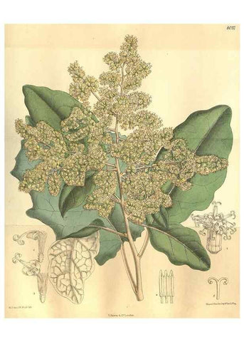 Reproducción/Reproduction 35974334245: Curtis's botanical magazine.. London ; New York [etc.] :Academic Press [etc.]