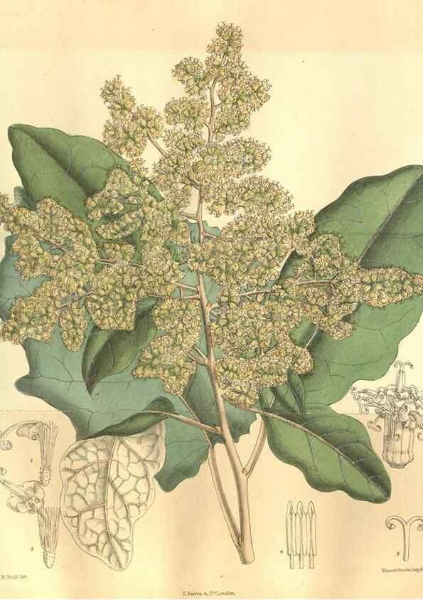 Reproducción/Reproduction 35974334245: Curtis's botanical magazine.. London ; New York [etc.] :Academic Press [etc.]