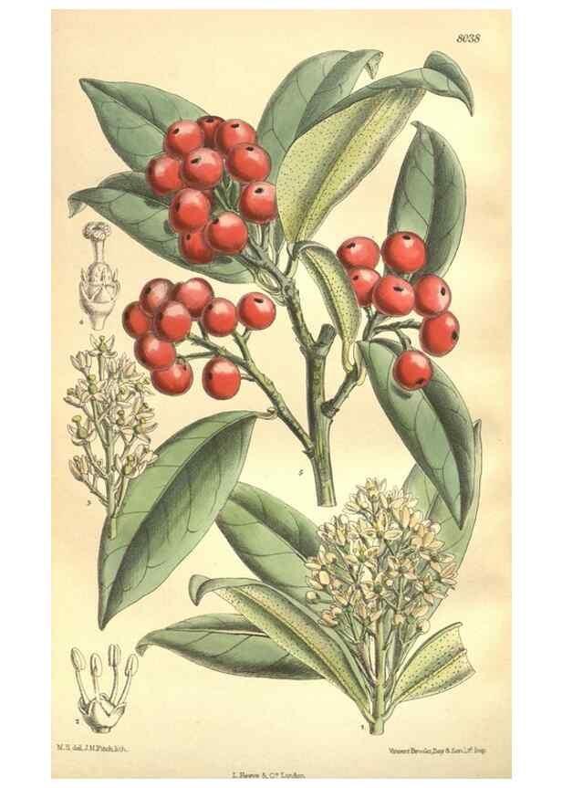 Reproducción/Reproduction 35974335485: Curtis's botanical magazine.. London ; New York [etc.] :Academic Press [etc.]