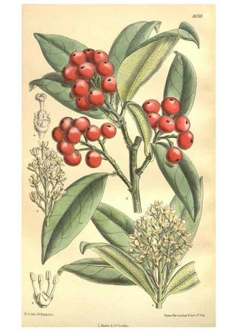 Reproducción/Reproduction 35974335485: Curtis's botanical magazine.. London ; New York [etc.] :Academic Press [etc.]