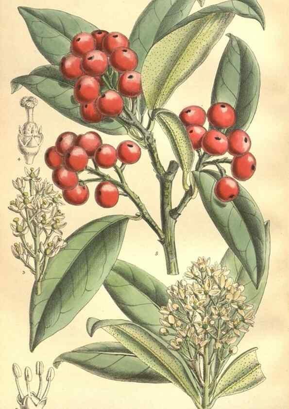 Reproducción/Reproduction 35974335485: Curtis's botanical magazine.. London ; New York [etc.] :Academic Press [etc.]