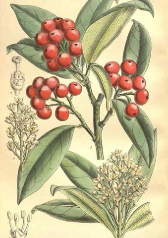 Reproducción/Reproduction 35974335485: Curtis's botanical magazine.. London ; New York [etc.] :Academic Press [etc.]