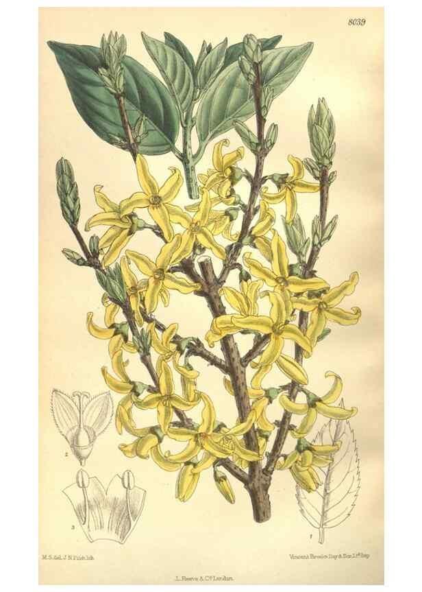 Reproducción/Reproduction 35932938936: Curtis's botanical magazine.. London ; New York [etc.] :Academic Press [etc.]