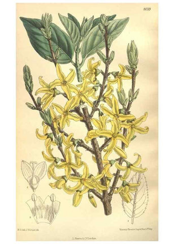 Reproducción/Reproduction 35932938936: Curtis's botanical magazine.. London ; New York [etc.] :Academic Press [etc.]