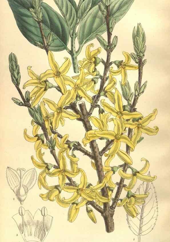 Reproducción/Reproduction 35932938936: Curtis's botanical magazine.. London ; New York [etc.] :Academic Press [etc.]