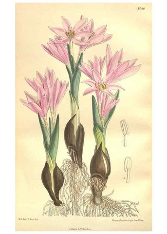 Reproducción/Reproduction 35932941246: Curtis's botanical magazine.. London ; New York [etc.] :Academic Press [etc.]