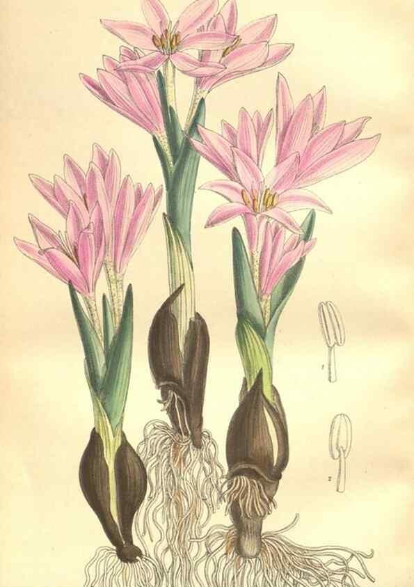 Reproducción/Reproduction 35932941246: Curtis's botanical magazine.. London ; New York [etc.] :Academic Press [etc.]