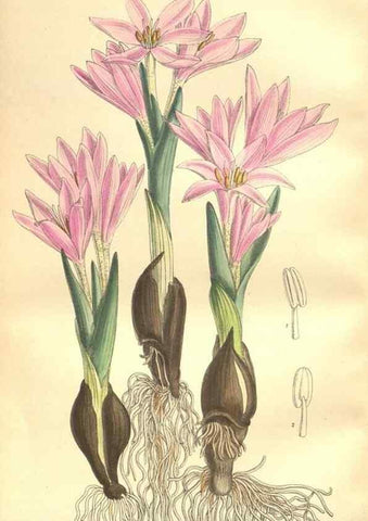 Reproducción/Reproduction 35932941246: Curtis's botanical magazine.. London ; New York [etc.] :Academic Press [etc.]