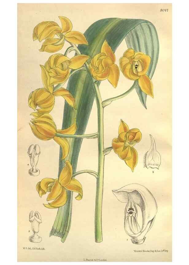 Reproducción/Reproduction 35932943276: Curtis's botanical magazine.. London ; New York [etc.] :Academic Press [etc.]