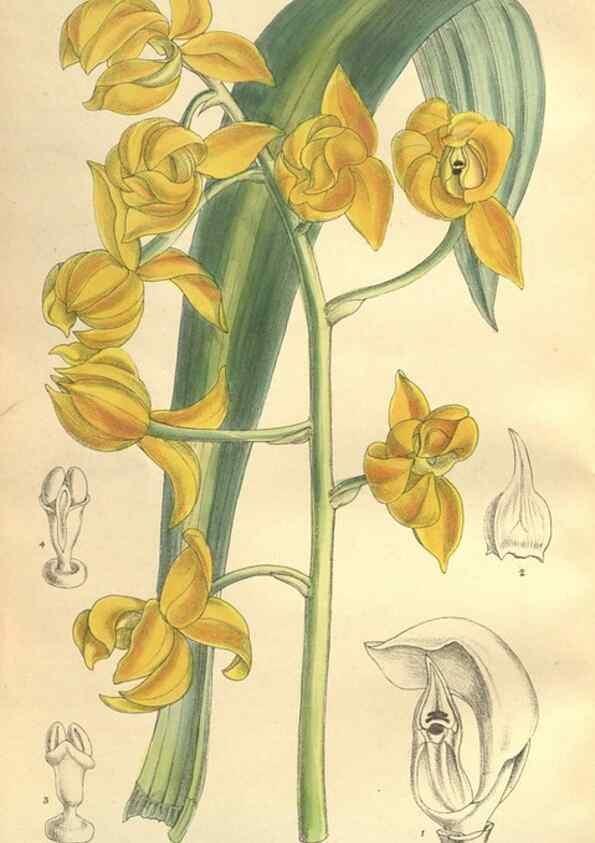 Reproducción/Reproduction 35932943276: Curtis's botanical magazine.. London ; New York [etc.] :Academic Press [etc.]