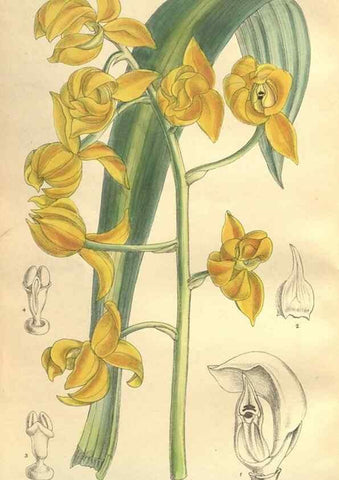Reproducción/Reproduction 35932943276: Curtis's botanical magazine.. London ; New York [etc.] :Academic Press [etc.]