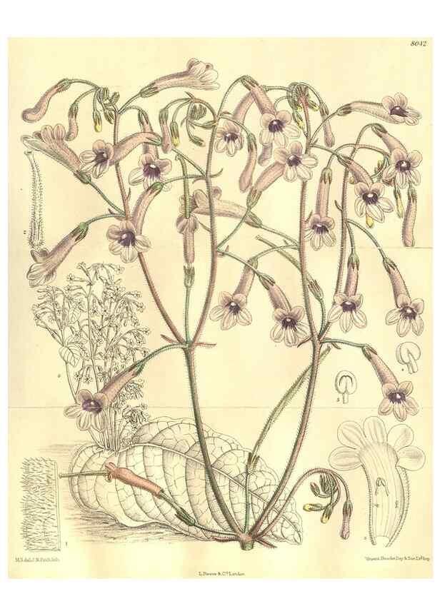 Reproducción/Reproduction 35932944896: Curtis's botanical magazine.. London ; New York [etc.] :Academic Press [etc.]