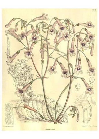 Reproducción/Reproduction 35932944896: Curtis's botanical magazine.. London ; New York [etc.] :Academic Press [etc.]