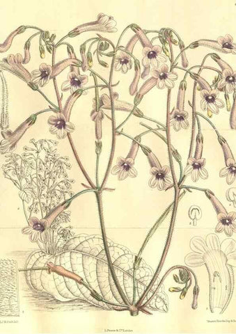 Reproducción/Reproduction 35932944896: Curtis's botanical magazine.. London ; New York [etc.] :Academic Press [etc.]