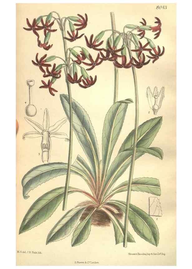 Reproducción/Reproduction 35932946596: Curtis's botanical magazine.. London ; New York [etc.] :Academic Press [etc.]
