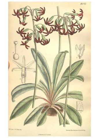 Reproducción/Reproduction 35932946596: Curtis's botanical magazine.. London ; New York [etc.] :Academic Press [etc.]
