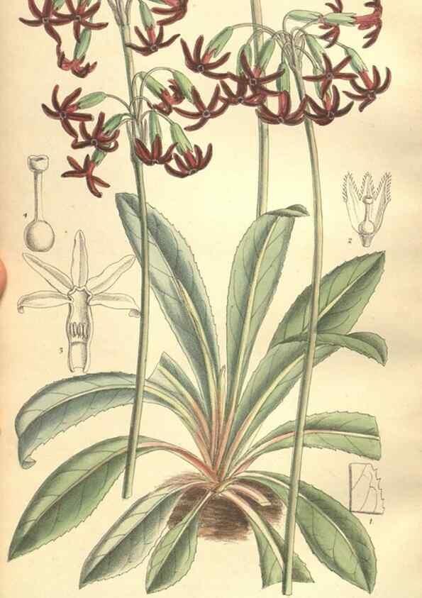 Reproducción/Reproduction 35932946596: Curtis's botanical magazine.. London ; New York [etc.] :Academic Press [etc.]