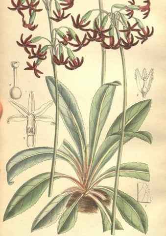 Reproducción/Reproduction 35932946596: Curtis's botanical magazine.. London ; New York [etc.] :Academic Press [etc.]
