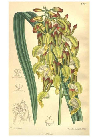 Reproducción/Reproduction 35932948556: Curtis's botanical magazine.. London ; New York [etc.] :Academic Press [etc.]