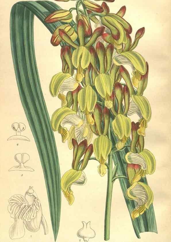 Reproducción/Reproduction 35932948556: Curtis's botanical magazine.. London ; New York [etc.] :Academic Press [etc.]