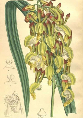 Reproducción/Reproduction 35932948556: Curtis's botanical magazine.. London ; New York [etc.] :Academic Press [etc.]