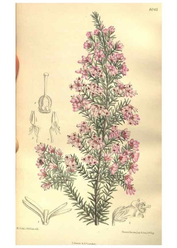 Reproducción/Reproduction 35932950946: Curtis's botanical magazine.. London ; New York [etc.] :Academic Press [etc.]