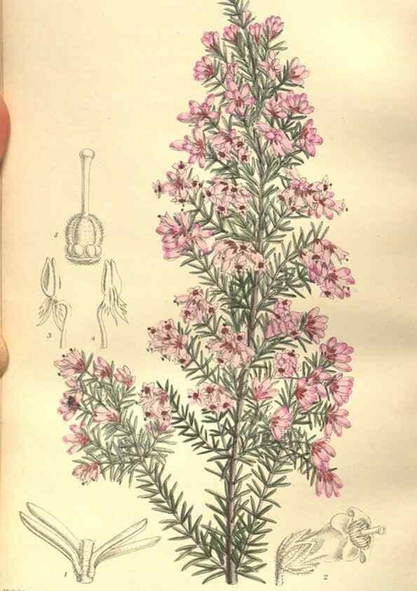 Reproducción/Reproduction 35932950946: Curtis's botanical magazine.. London ; New York [etc.] :Academic Press [etc.]