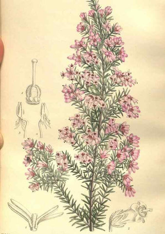 Reproducción/Reproduction 35932950946: Curtis's botanical magazine.. London ; New York [etc.] :Academic Press [etc.]