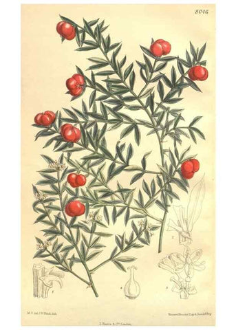 Reproducción/Reproduction 35974353345: Curtis's botanical magazine.. London ; New York [etc.] :Academic Press [etc.]