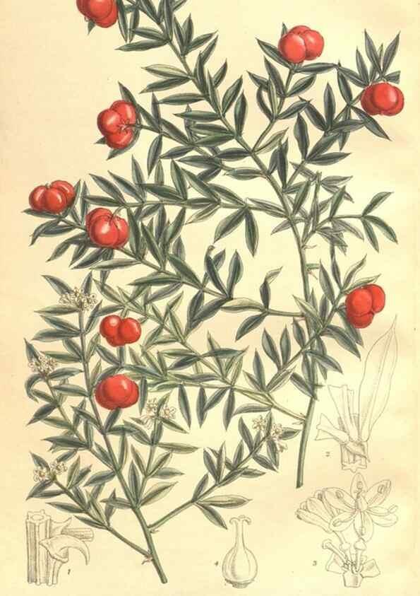 Reproducción/Reproduction 35974353345: Curtis's botanical magazine.. London ; New York [etc.] :Academic Press [etc.]