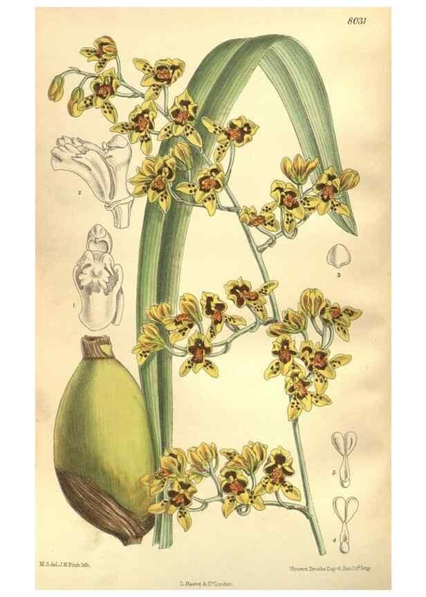Reproducción/Reproduction 35932919646: Curtis's botanical magazine.. London ; New York [etc.] :Academic Press [etc.]