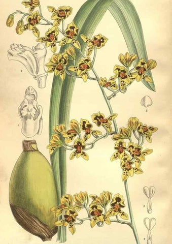 Reproducción/Reproduction 35932919646: Curtis's botanical magazine.. London ; New York [etc.] :Academic Press [etc.]