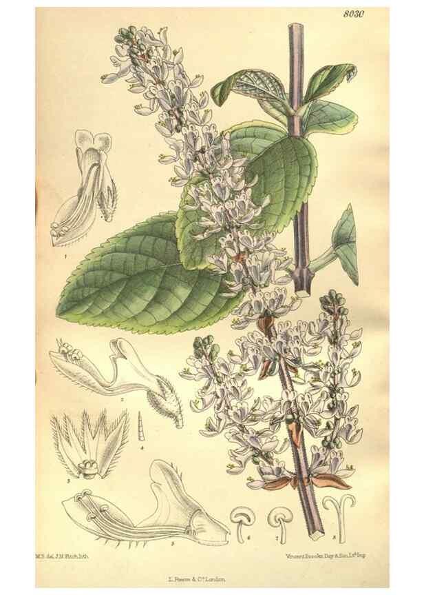 Reproducción/Reproduction 35932917286: Curtis's botanical magazine.. London ; New York [etc.] :Academic Press [etc.]
