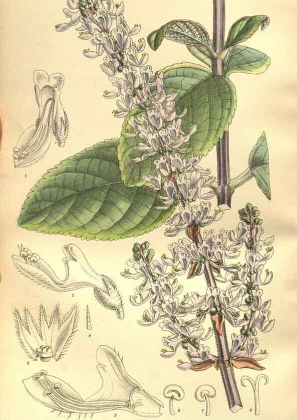 Reproducción/Reproduction 35932917286: Curtis's botanical magazine.. London ; New York [etc.] :Academic Press [etc.]