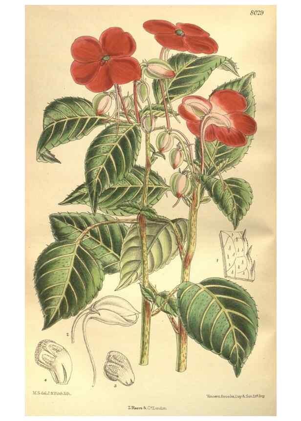 Reproducción/Reproduction 35932915376: Curtis's botanical magazine.. London ; New York [etc.] :Academic Press [etc.]