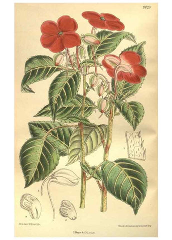 Reproducción/Reproduction 35932915376: Curtis's botanical magazine.. London ; New York [etc.] :Academic Press [etc.]