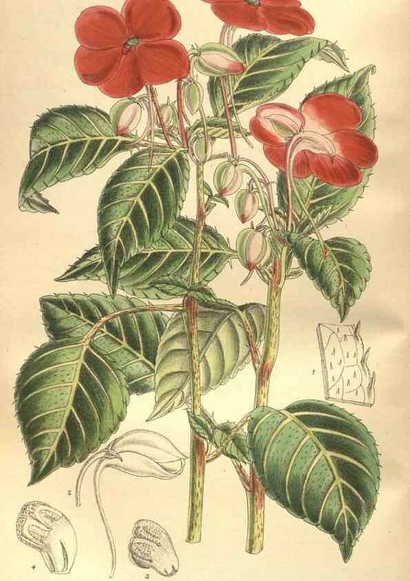 Reproducción/Reproduction 35932915376: Curtis's botanical magazine.. London ; New York [etc.] :Academic Press [etc.]