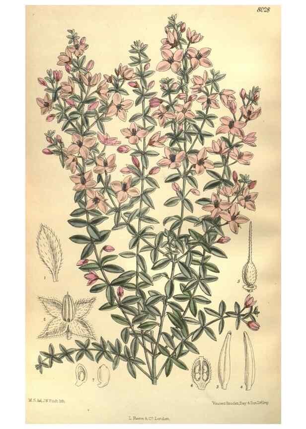 Reproducción/Reproduction 35164196793: Curtis's botanical magazine.. London ; New York [etc.] :Academic Press [etc.]