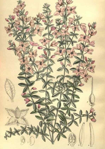 Reproducción/Reproduction 35164196793: Curtis's botanical magazine.. London ; New York [etc.] :Academic Press [etc.]
