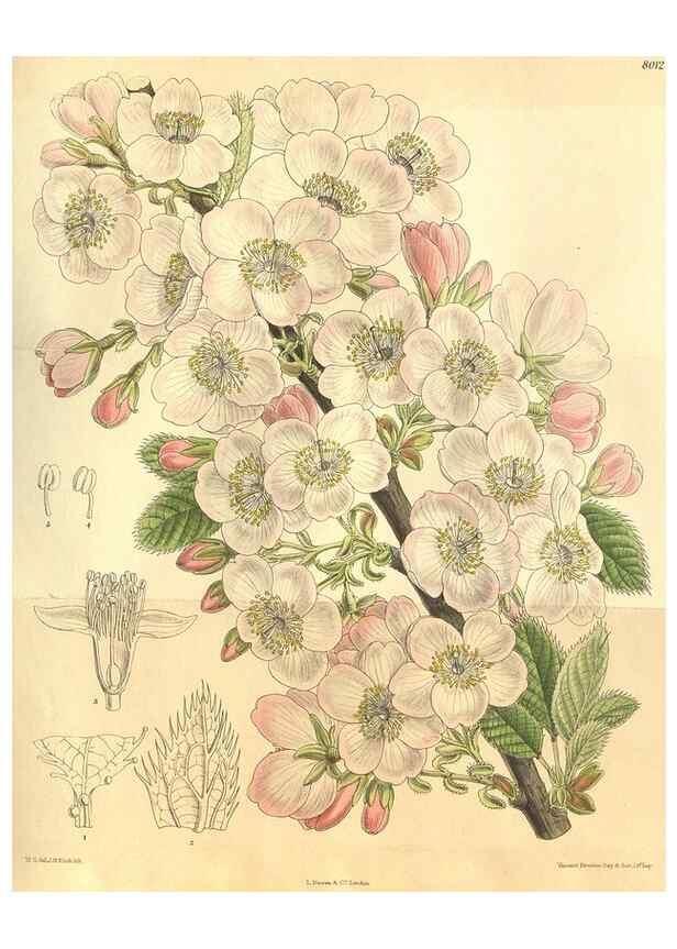 Reproducción/Reproduction 35585225110: Curtis's botanical magazine.. London ; New York [etc.] :Academic Press [etc.]