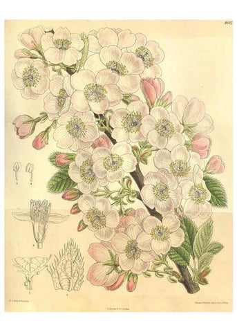 Reproducción/Reproduction 35585225110: Curtis's botanical magazine.. London ; New York [etc.] :Academic Press [etc.]